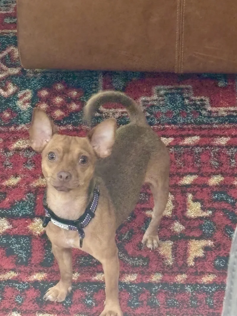 An adult small-sized male Chihuahua dog named Spike for adoption in Portland, ME