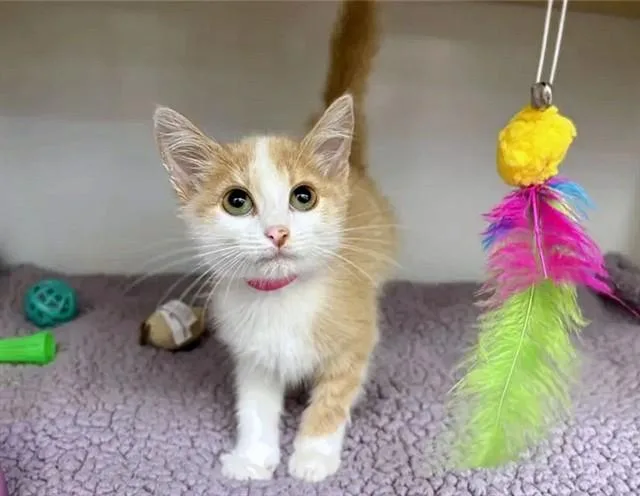 A baby small-sized female Domestic Short Hair cat named Suna for adoption in Saint Louis, MO
