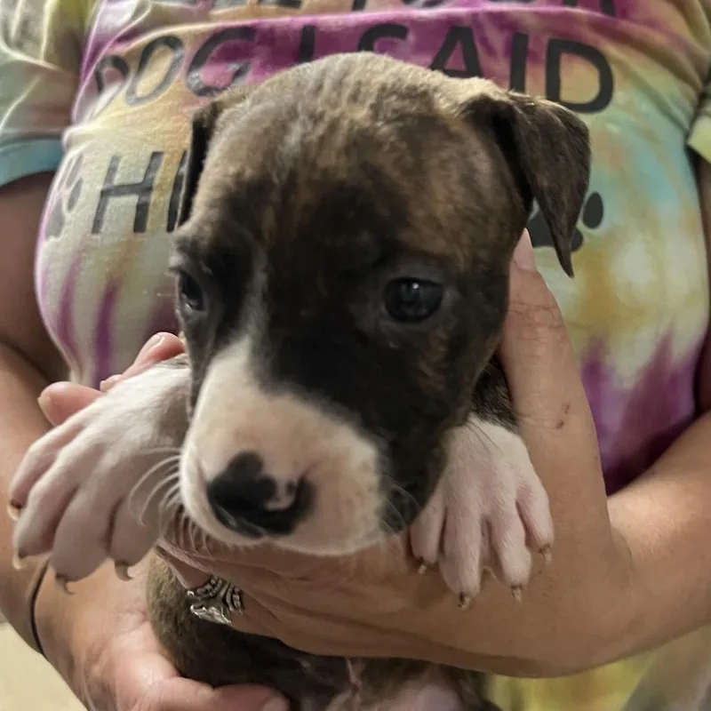 A baby small-sized female Brindle Pit Bull Terrier dog named Beryl for adoption in East Saint Louis, IL