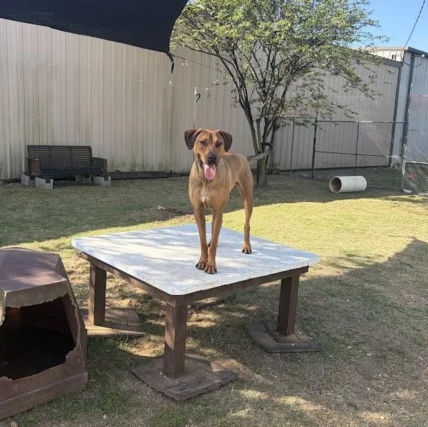 A young large-sized male Brown / Chocolate Hound dog named Simba for adoption in Alexandria, LA
