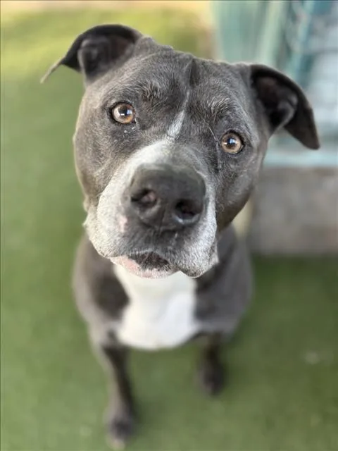 An adult large-sized male Mixed Breed dog named Anpu for adoption in Los Angeles, CA