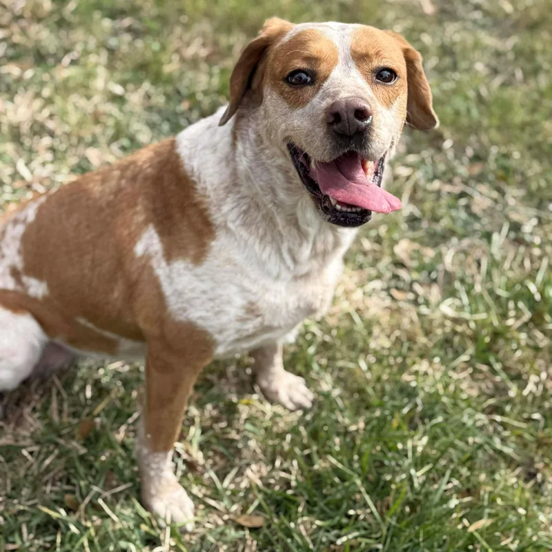 An adult medium-sized female Red / Chestnut / Orange Australian Cattle Dog / Blue Heeler dog named Nipsey for adoption in Humble, TX
