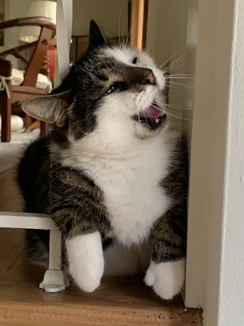 A senior medium-sized male Domestic Short Hair cat named Chuck & Chip BONDED for adoption in Herndon, VA