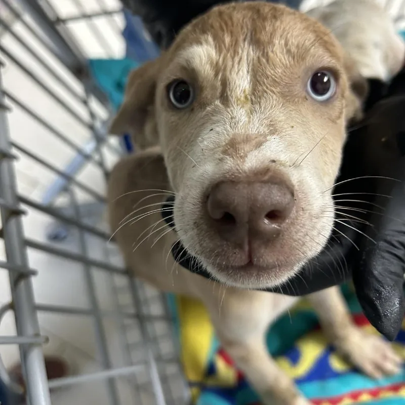 A baby small-sized female Yellow / Tan / Blond / Fawn Black Mouth Cur dog named Cotton for adoption in Lufkin, TX