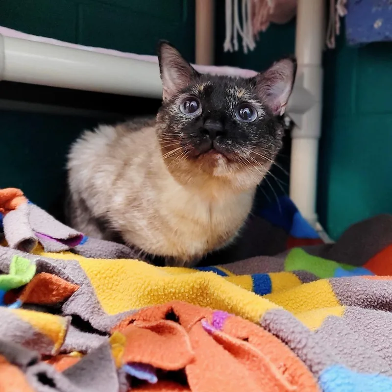 An adult large-sized female Black Domestic Short Hair cat named Espeon for adoption in Fredericksburg, VA