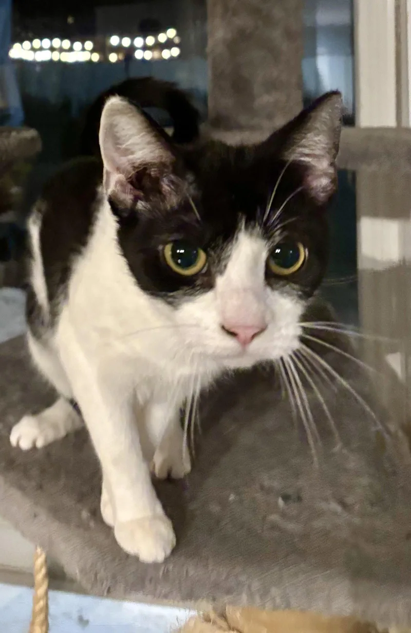 A young medium-sized female Black & White / Tuxedo Domestic Short Hair cat named Frannie .. for adoption in Apopka, FL