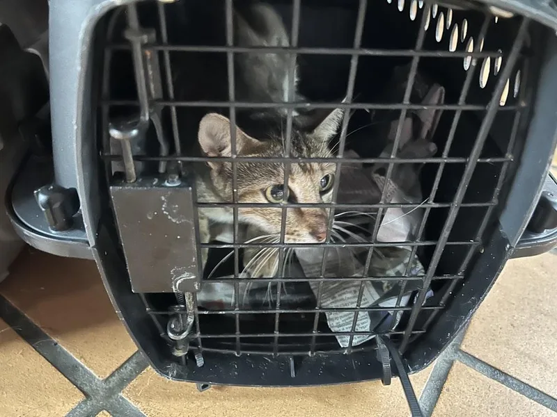 A young small-sized female Tabby (Brown / Chocolate) American Shorthair cat named Yoly for adoption in Naranjito, PR