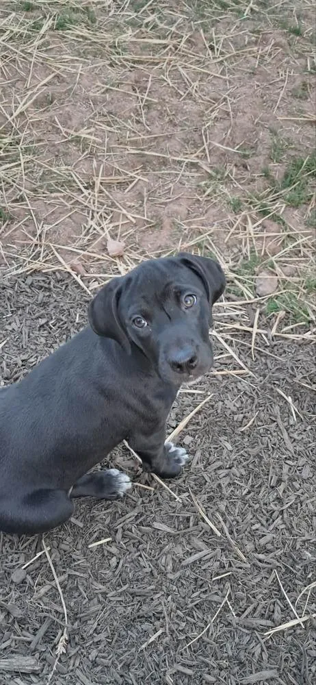 A baby medium-sized male Tricolor (Brown, Black, & White) Terrier dog named Rod for adoption in Pottstown, PA