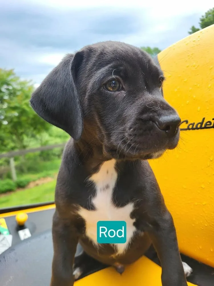 Rod thumbnail 3