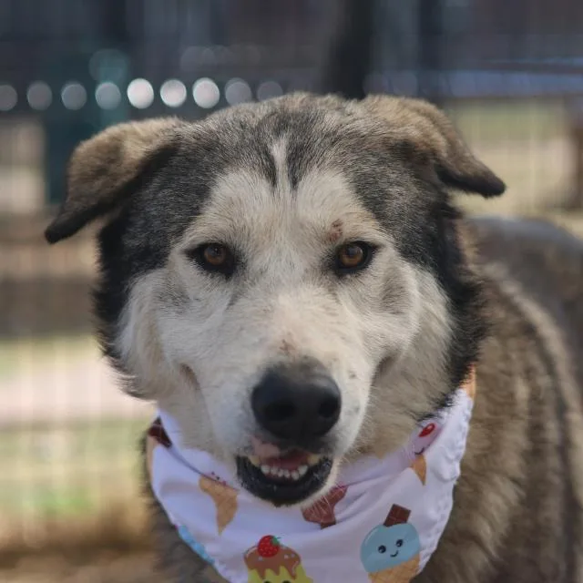 An adult large-sized male Husky dog named George for adoption in San Antonio, TX
