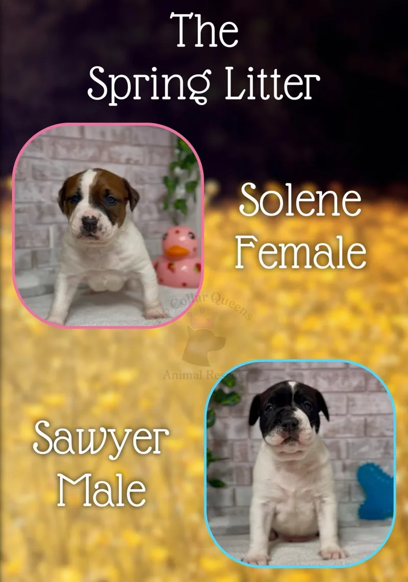 A baby medium-sized male Pit Bull Terrier dog named Sawyer Sonara for adoption in Jacksonville, NC