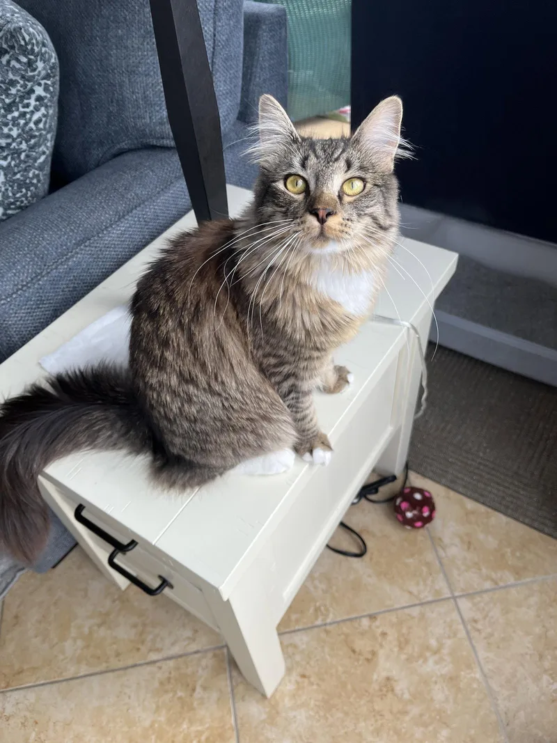 An adult medium-sized female Domestic Medium Hair cat named Lilly for adoption in Absecon, NJ