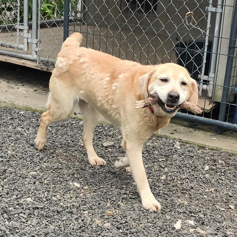 A senior medium-sized male Yellow / Tan / Blond / Fawn Labrador Retriever dog named Kody for adoption in Wappingers Falls, NY