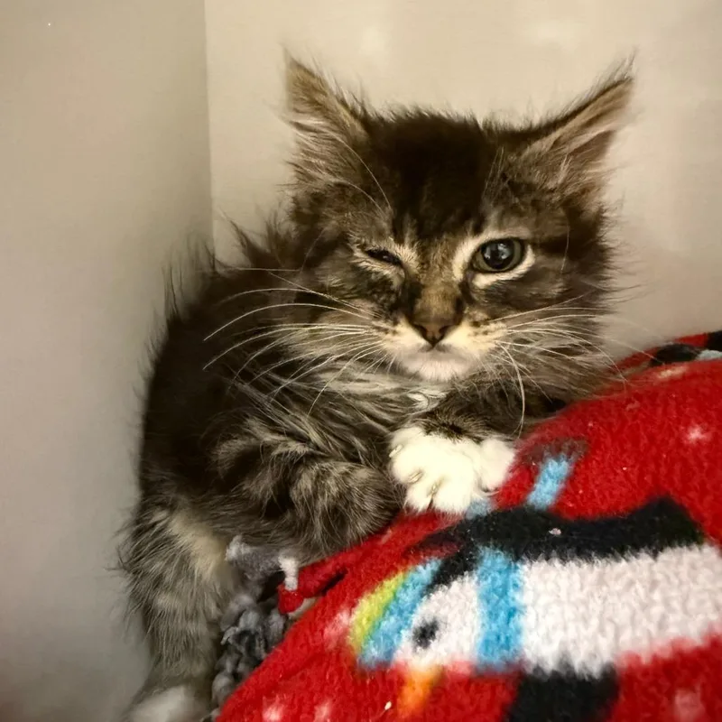 A baby small-sized female Brown / Chocolate Domestic Medium Hair cat named Tawny for adoption in Redwood City, CA