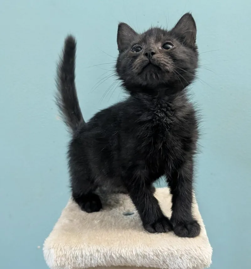 A baby medium-sized male Black Domestic Short Hair cat named Caillou for adoption in Hartwell, GA