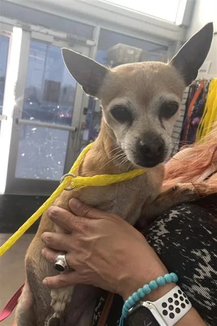 An adult medium-sized male Mixed Breed dog named Bark for adoption in Dallas, TX