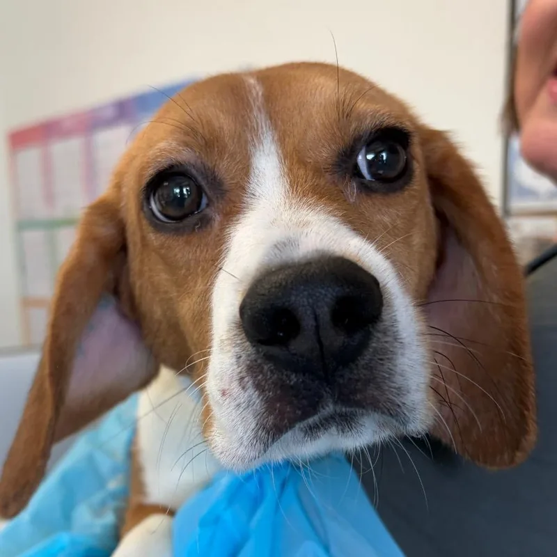 A young small-sized female Black Beagle dog named Mariner for adoption in Nashville, TN