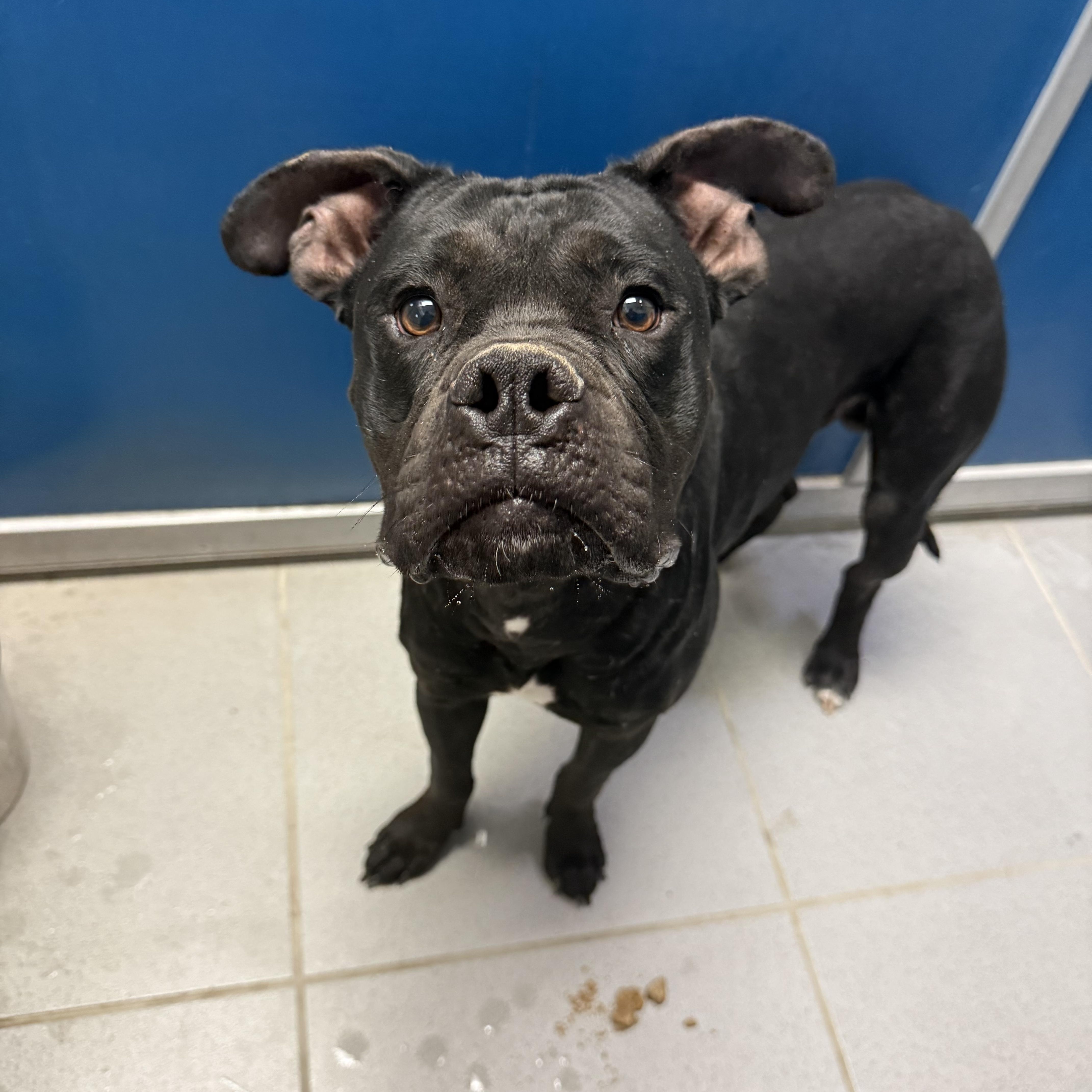 Stray Boxer thumbnail 2