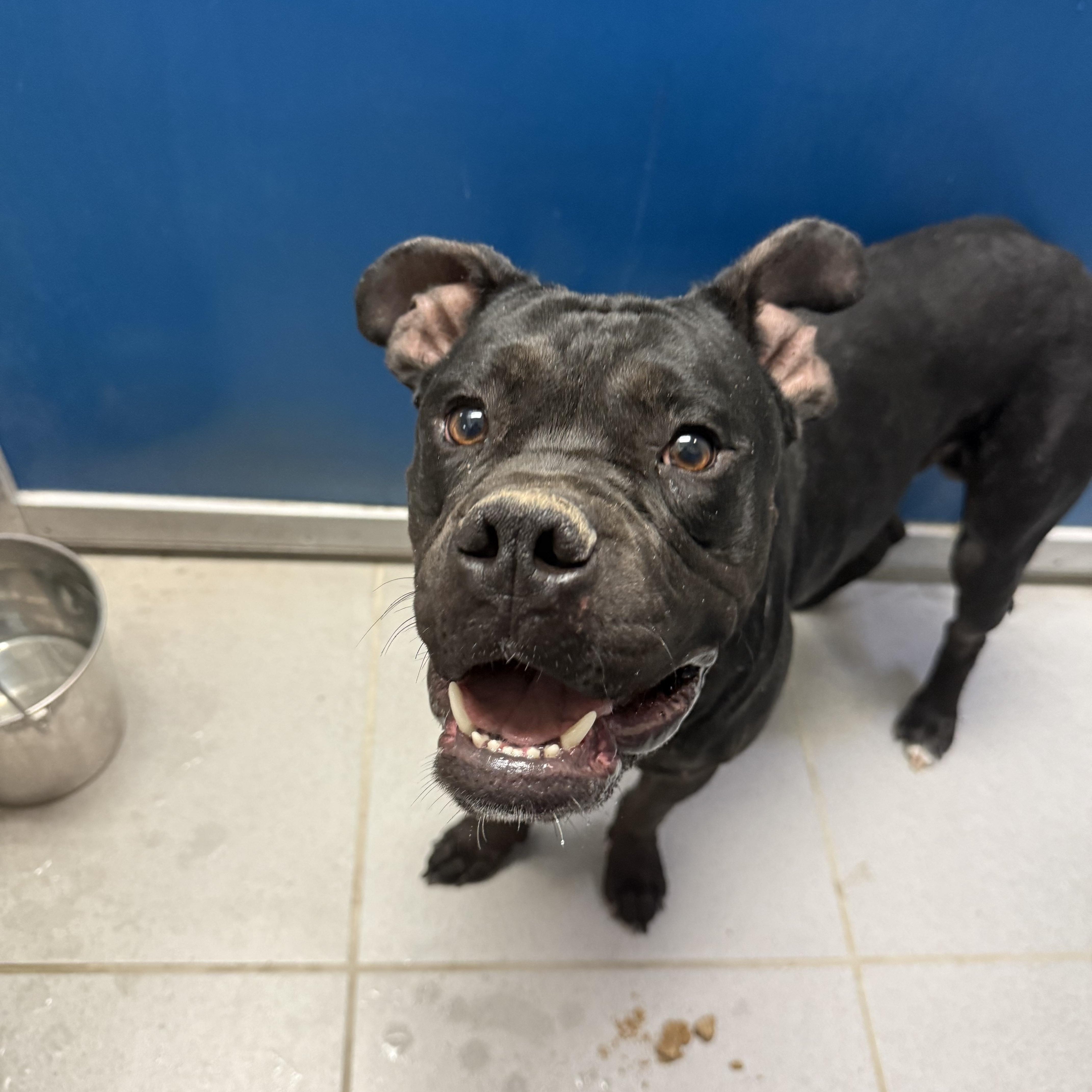 Stray Boxer thumbnail 3