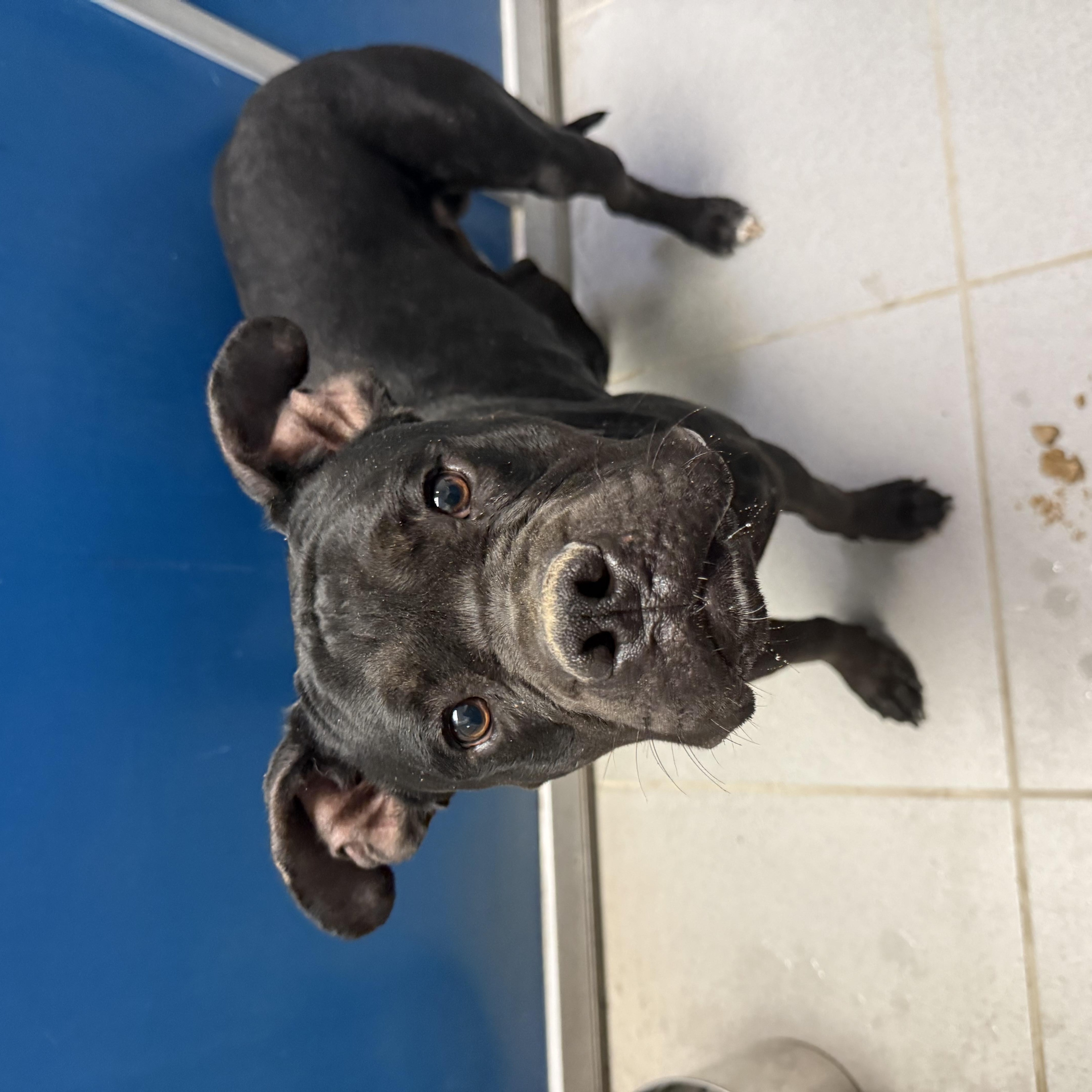 Stray Boxer thumbnail 4