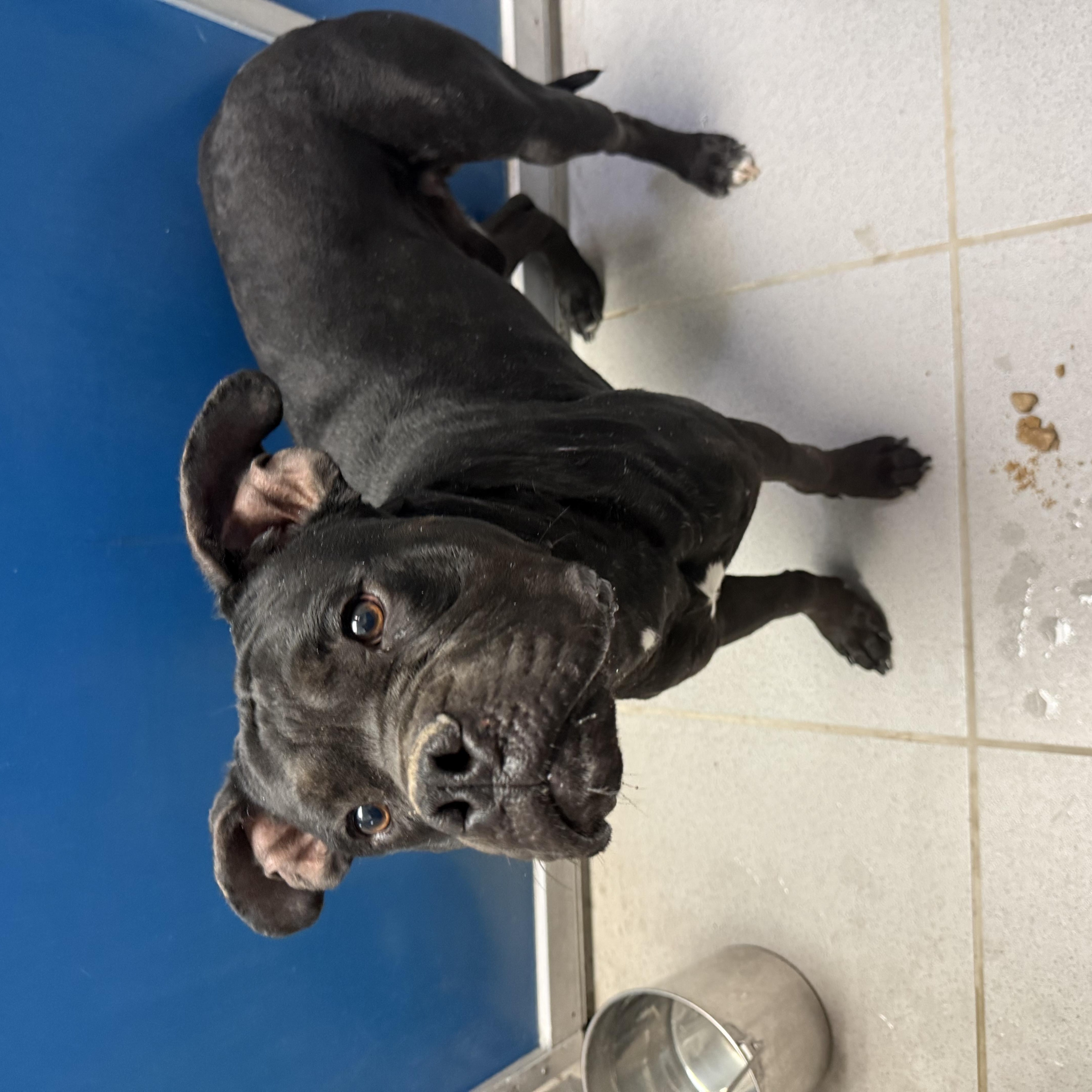 Stray Boxer thumbnail 5