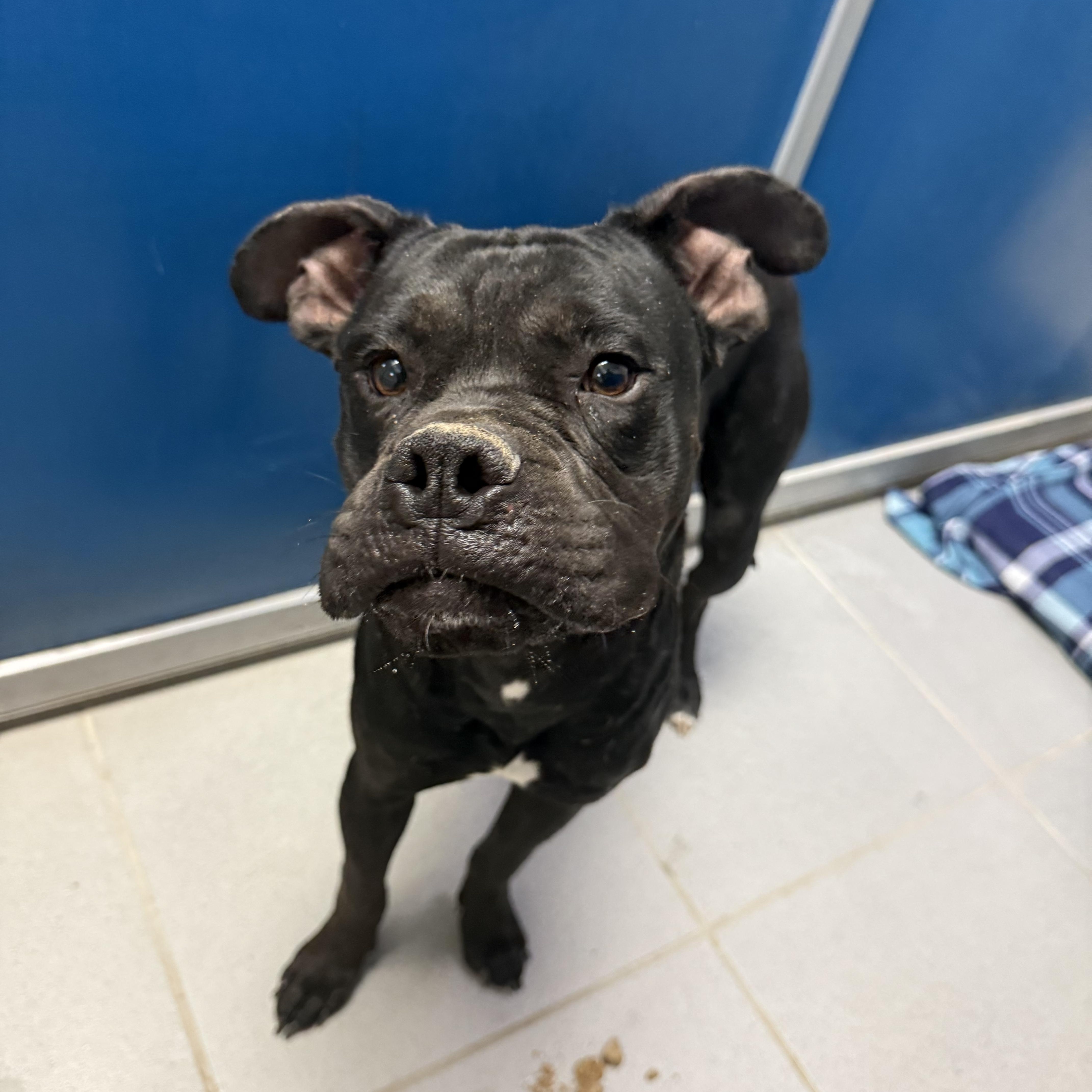 Stray Boxer thumbnail 6