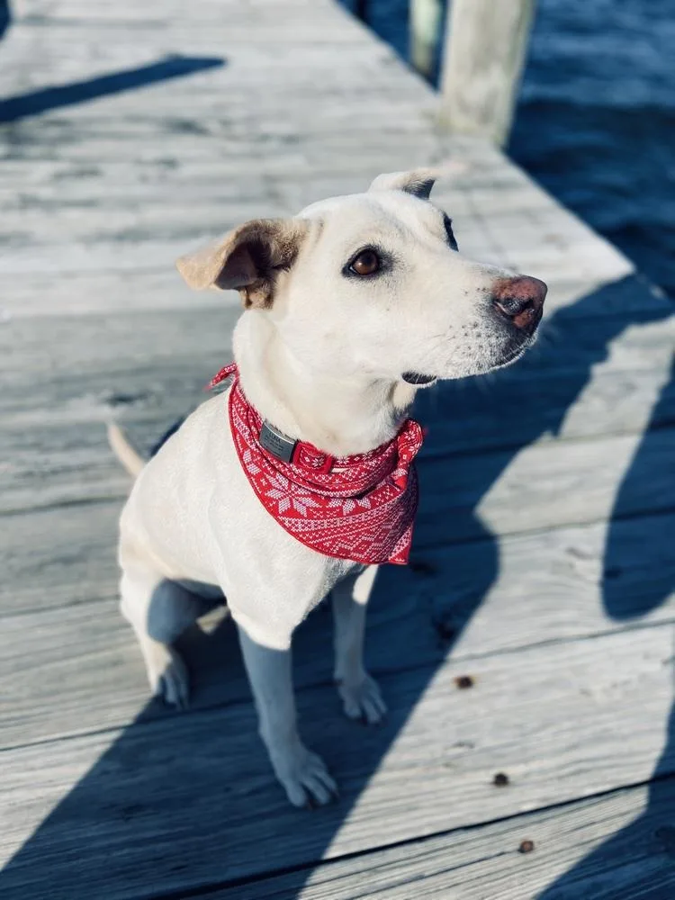 An adult medium-sized female White / Cream Labrador Retriever dog named Luna for adoption in Orlando, FL