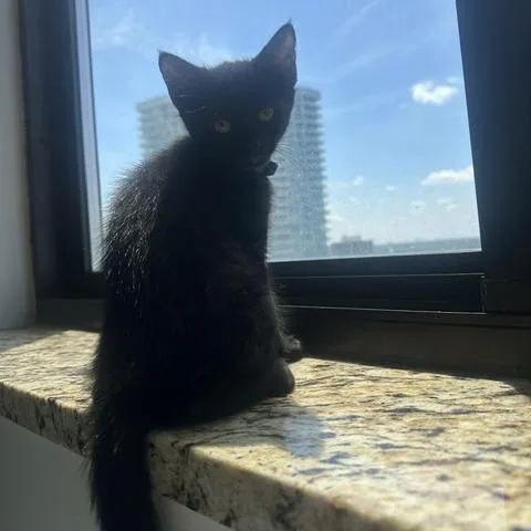 A baby small-sized male Black Domestic Short Hair cat named Rototiller for adoption in St. Paul, MN