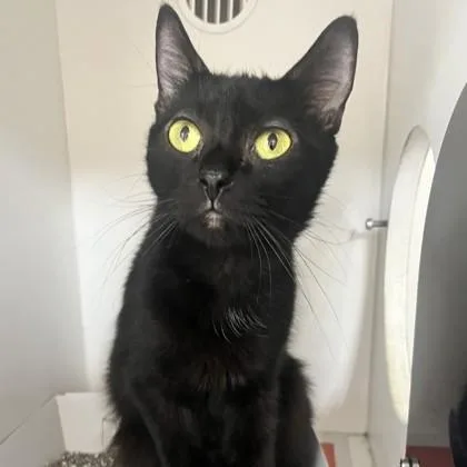 An adult medium-sized female Black Domestic Short Hair cat named Bebs for adoption in Phoenixville, PA