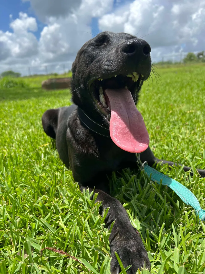 A young medium-sized male Pit Bull Terrier dog named Raiden for adoption in Pearland, TX