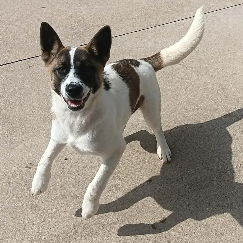 A baby medium-sized female Akita dog named Juniper for adoption in Seymour, IN