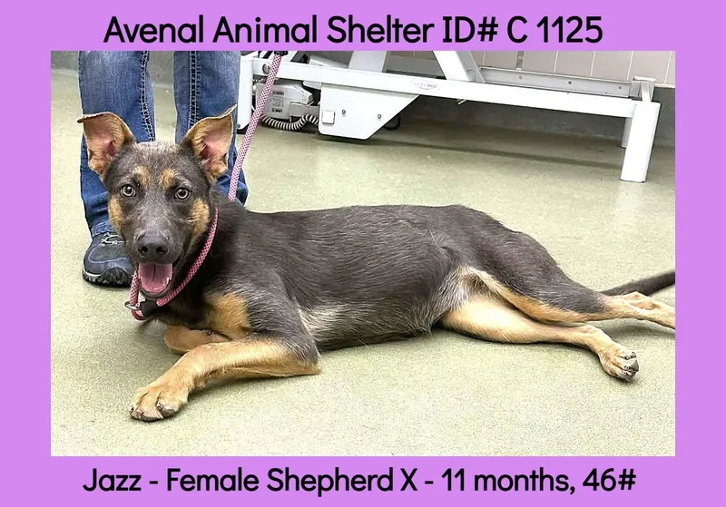 A young medium-sized female Gray / Blue / Silver Doberman Pinscher dog named Jazz for adoption in Avenal, CA