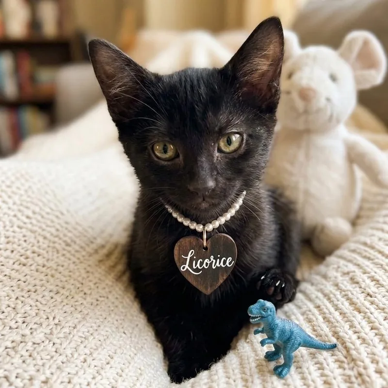 A baby small-sized female Domestic Short Hair cat named Licorice for adoption in League City, TX