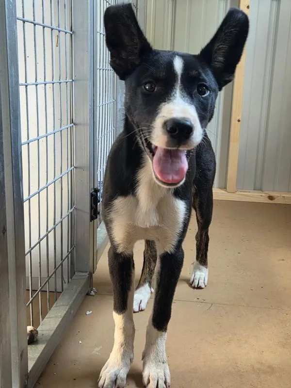 A baby medium-sized female German Shepherd Dog dog named Tracie for adoption in Cleveland, TN