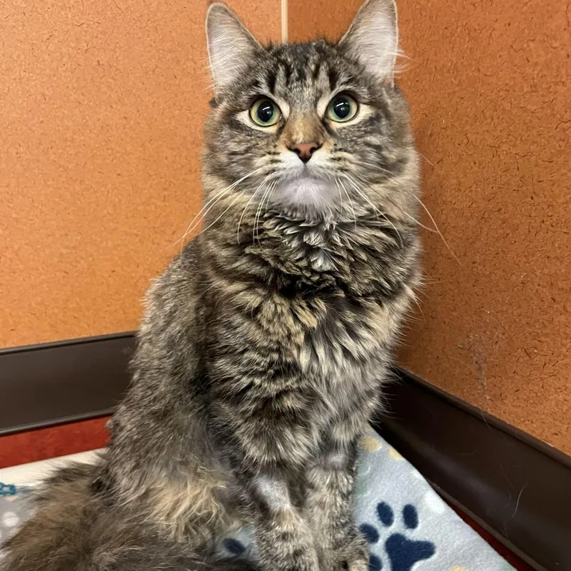 A young medium-sized female Domestic Medium Hair cat named Gator for adoption in Rochester, MN
