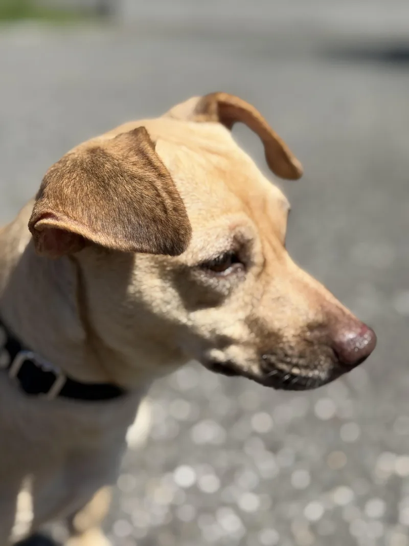 A young small-sized female Golden Chiweenie dog named Cana for adoption in Harrison, NY