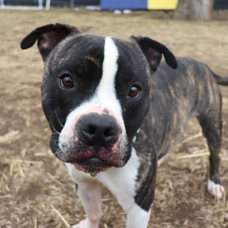 An adult medium-sized male Brindle Pit Bull Terrier dog named Dean for adoption in Springfield, IL