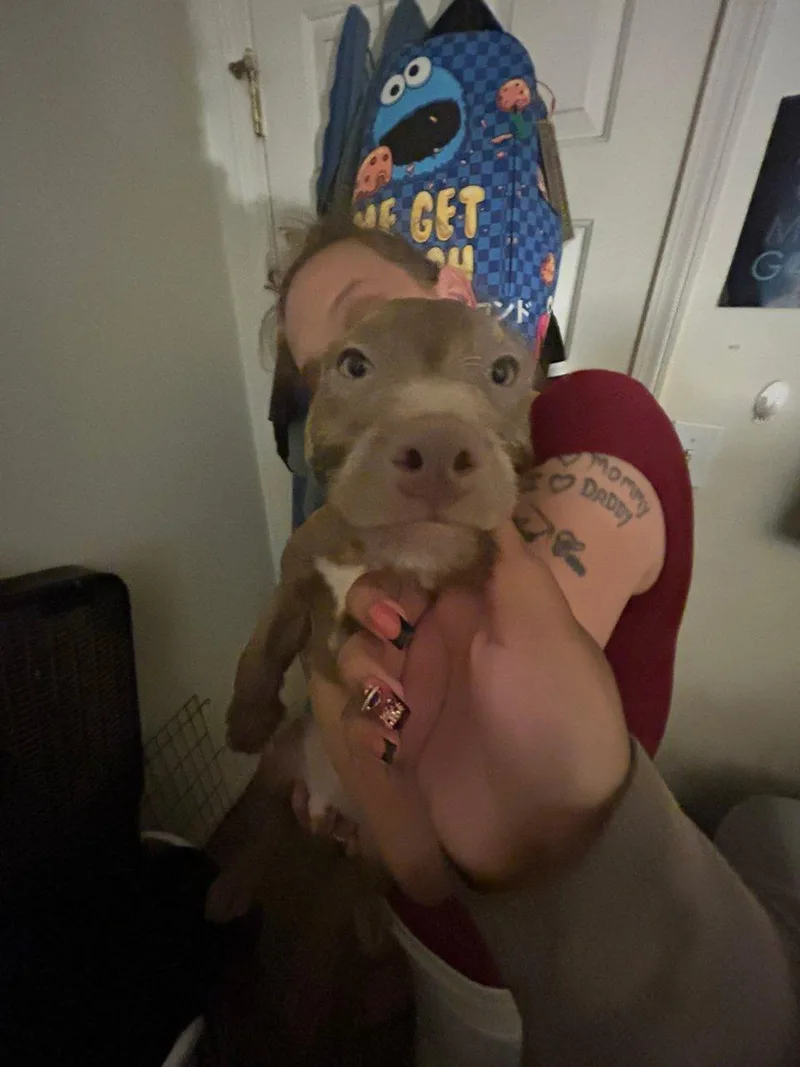 A baby small-sized male Brown / Chocolate Mixed Breed dog named Diego for adoption in Raleigh, NC