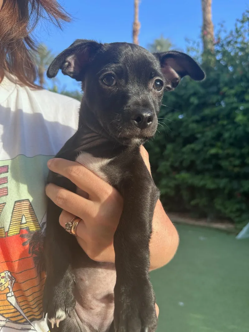 Bubba Gumbo thumbnail 2