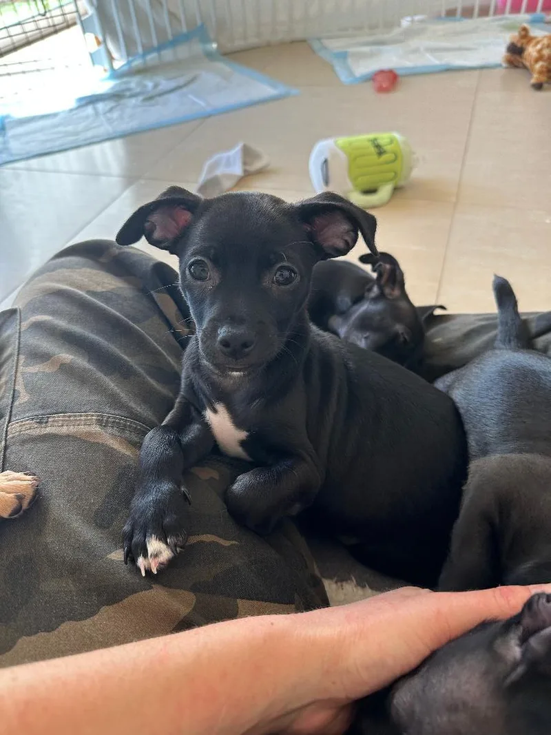 Bubba Gumbo thumbnail 3