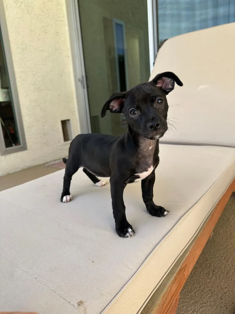 Bubba Gumbo thumbnail 4