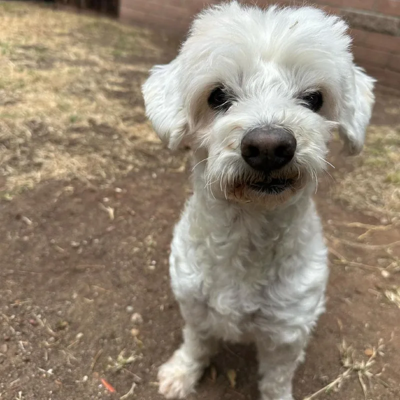 A senior small-sized male White / Cream Poodle dog named Noodle for adoption in San Diego, CA