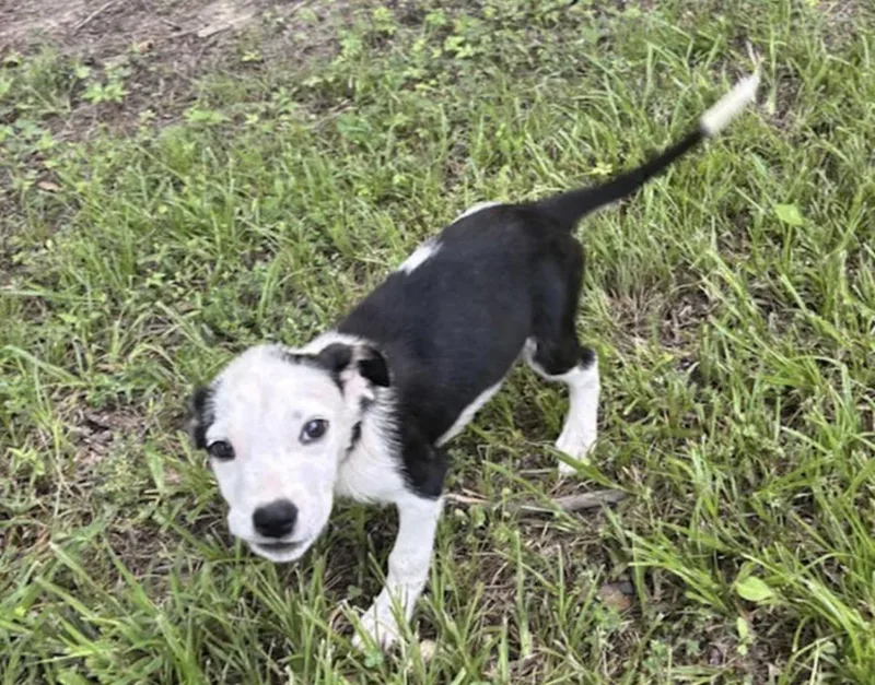 A baby medium-sized male Black English Springer Spaniel dog named Pontoon for adoption in Watertown, CT