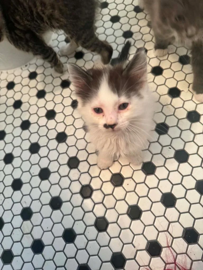 A baby large-sized male Domestic Short Hair cat named Ranch for adoption in Augusta, GA