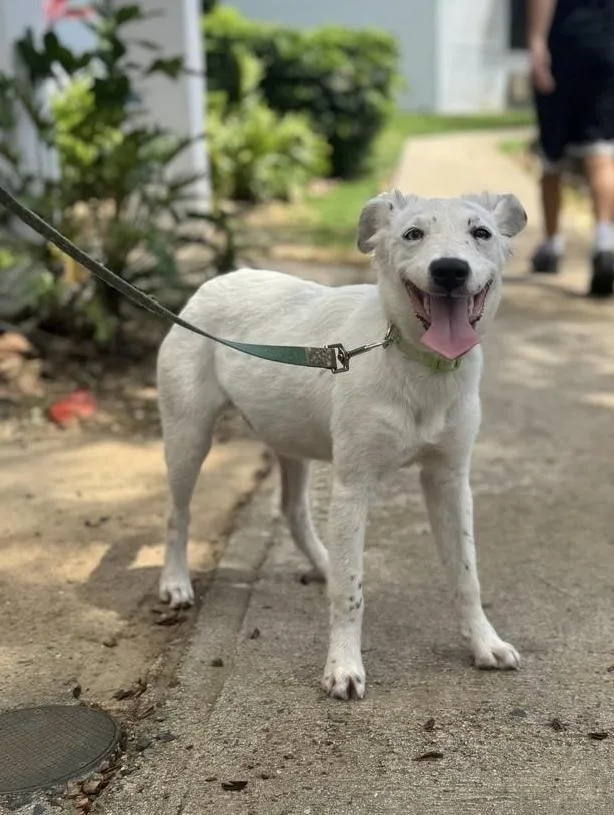 A young small-sized female White / Cream Mixed Breed dog named Lucila for adoption in North Reading, MA