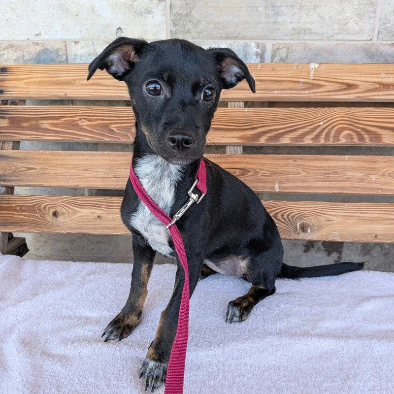 A baby small-sized female Terrier dog named Diana for adoption in Chico, CA
