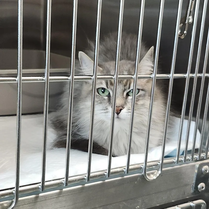 A senior small-sized female Gray / Blue / Silver Domestic Medium Hair cat named Faith for adoption in Clearwater, FL