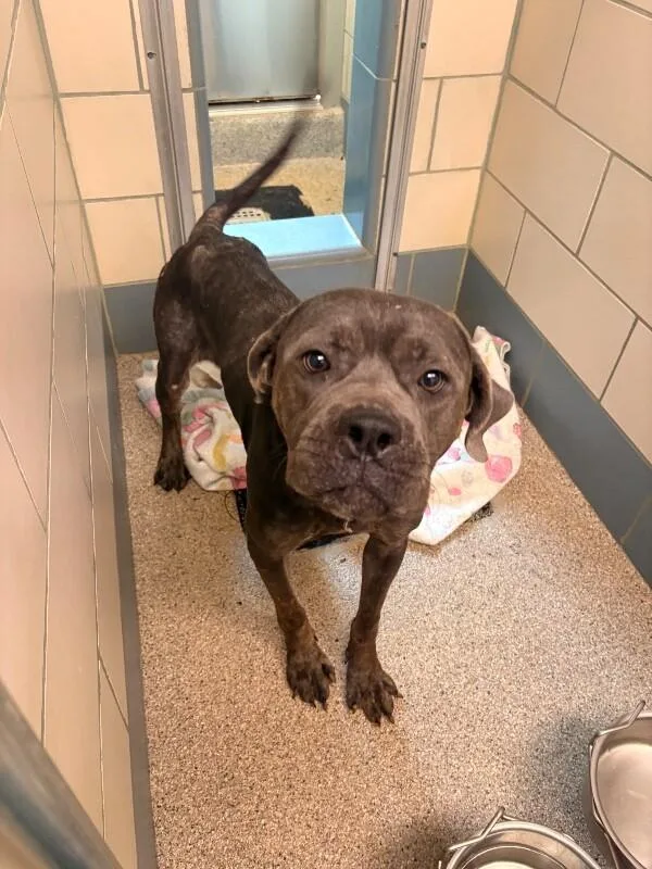 A young large-sized male Gray / Blue / Silver Cane Corso dog named Smokey for adoption in Disputanta, VA
