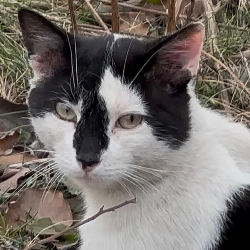 An adult small-sized male White Domestic Short Hair cat named Jasper for adoption in Brooklyn, NY