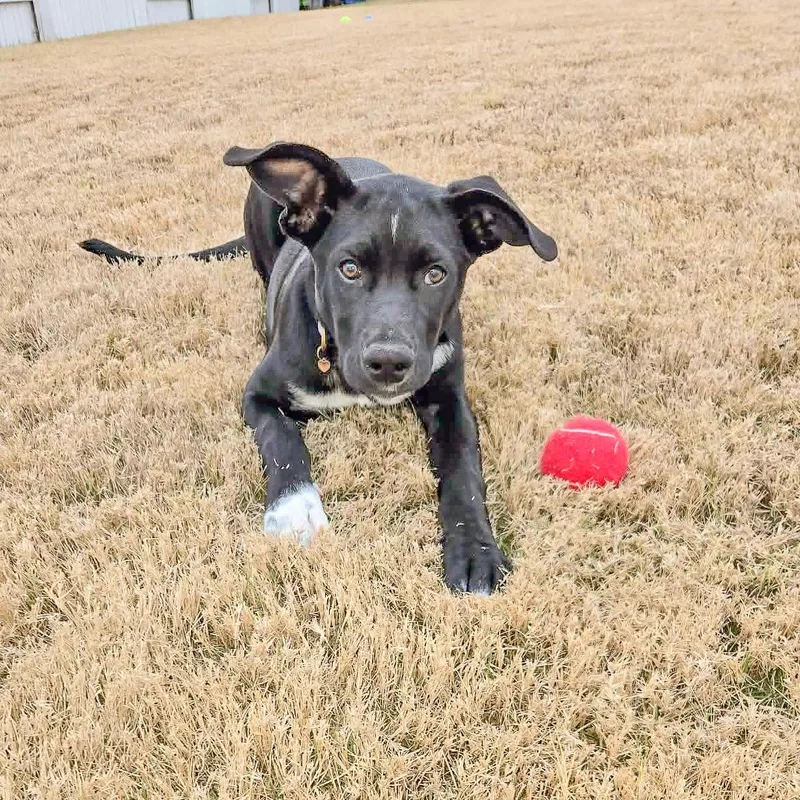 Laurette thumbnail 4